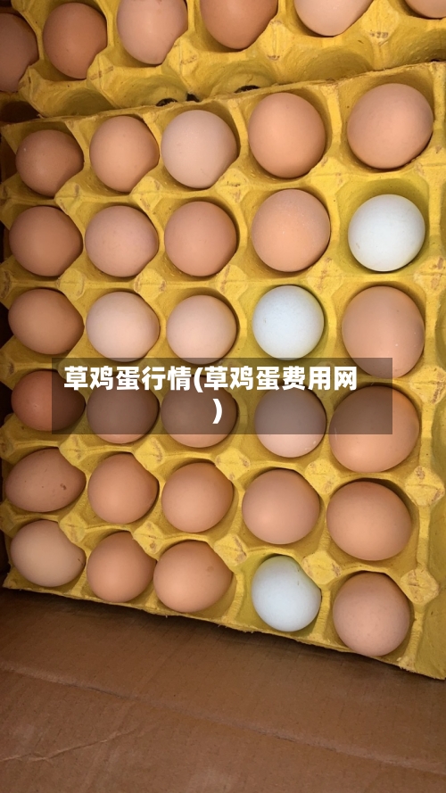 草鸡蛋行情(草鸡蛋费用网)-第2张图片