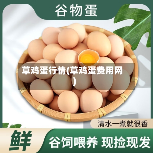 草鸡蛋行情(草鸡蛋费用网)-第1张图片