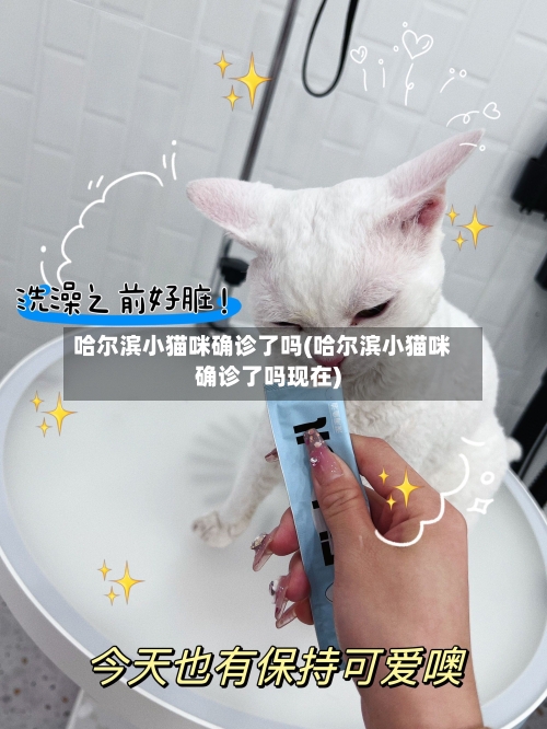 哈尔滨小猫咪确诊了吗(哈尔滨小猫咪确诊了吗现在)-第3张图片