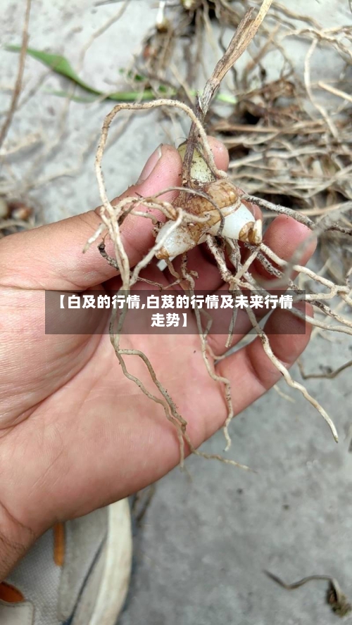 【白及的行情,白芨的行情及未来行情走势】-第3张图片