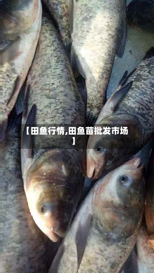 【田鱼行情,田鱼苗批发市场】
