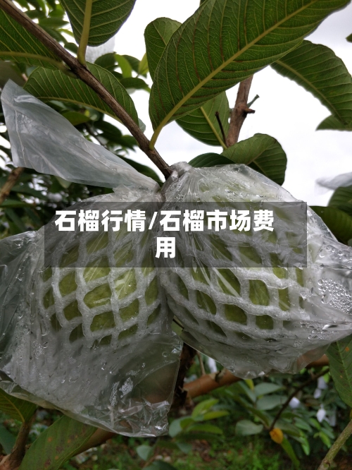 石榴行情/石榴市场费用