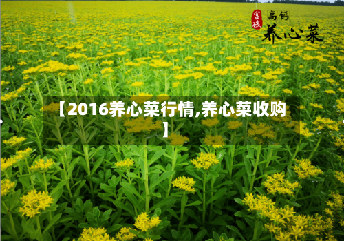 【2016养心菜行情,养心菜收购】-第2张图片