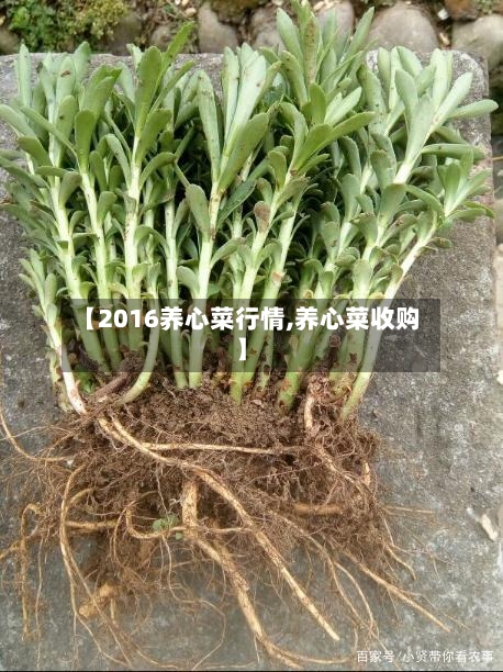【2016养心菜行情,养心菜收购】