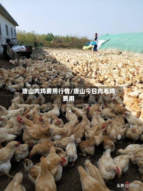 唐山肉鸡费用行情/唐山今日肉毛鸡费用