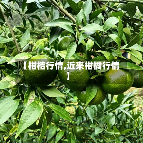【柑桔行情,近来柑橘行情】