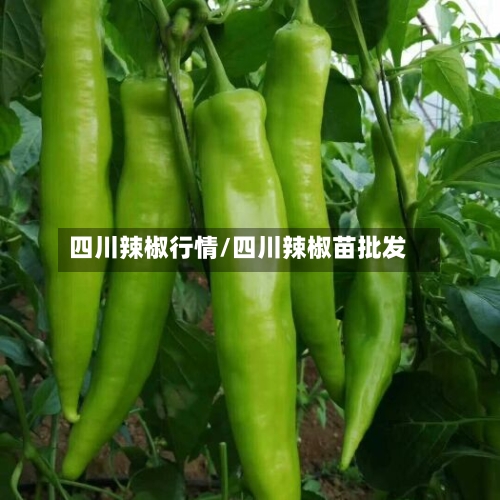 四川辣椒行情/四川辣椒苗批发