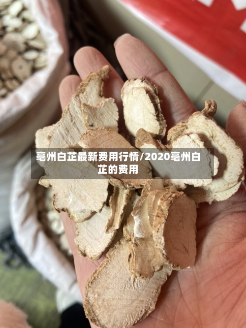 亳州白芷最新费用行情/2020亳州白芷的费用