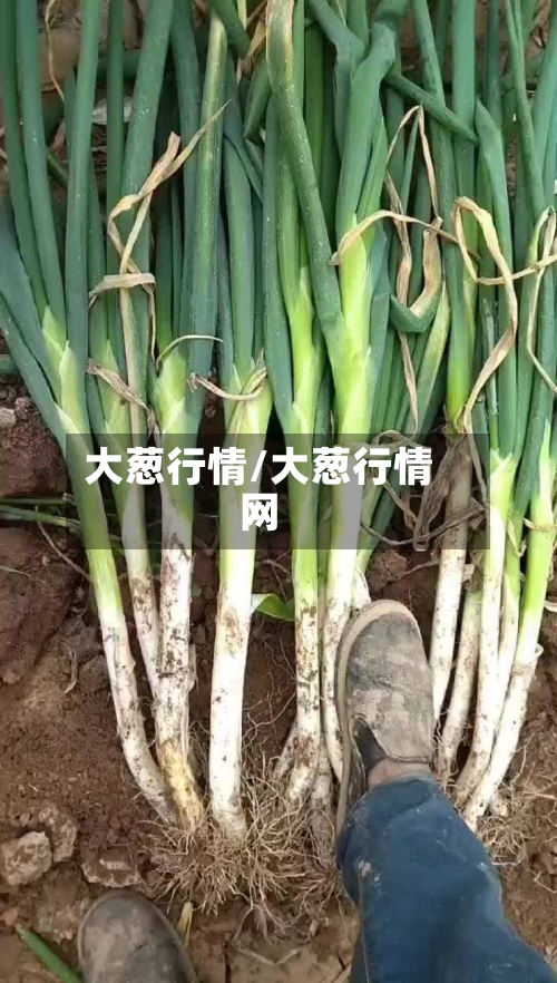 大葱行情/大葱行情网