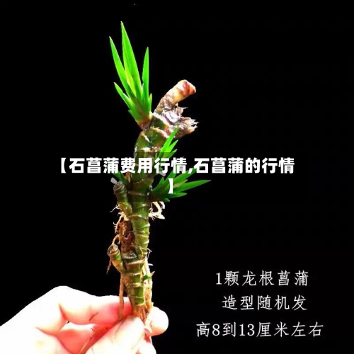 【石菖蒲费用行情,石菖蒲的行情】-第3张图片