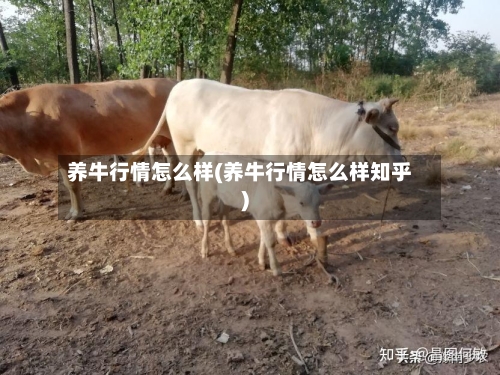 养牛行情怎么样(养牛行情怎么样知乎)