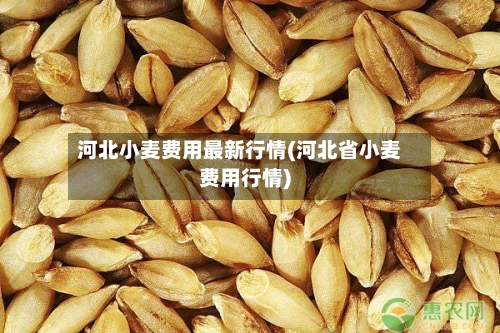 河北小麦费用最新行情(河北省小麦费用行情)-第2张图片