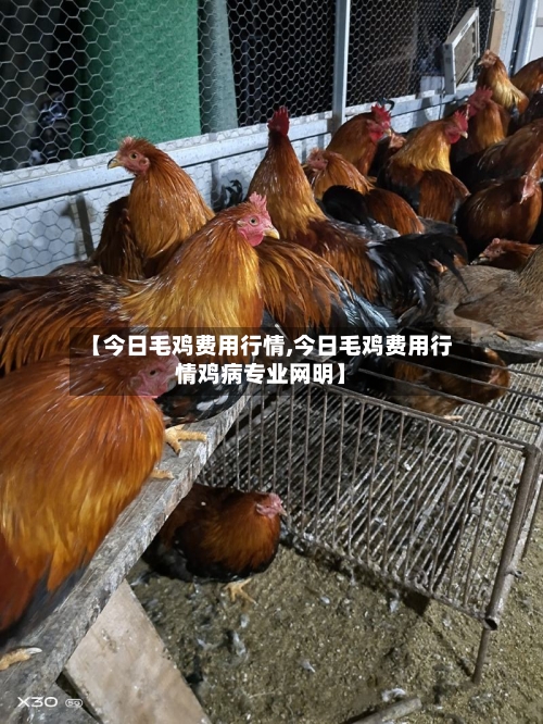【今日毛鸡费用行情,今日毛鸡费用行情鸡病专业网明】
