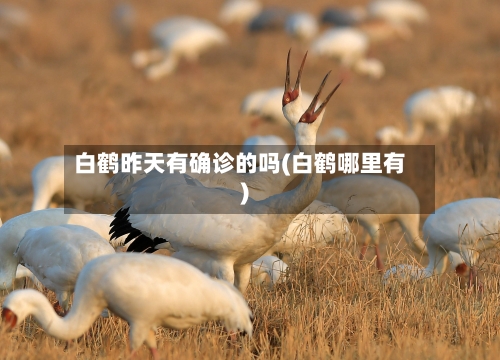 白鹤昨天有确诊的吗(白鹤哪里有)