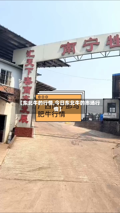 【东北牛的行情,今日东北牛的市场行情】-第2张图片