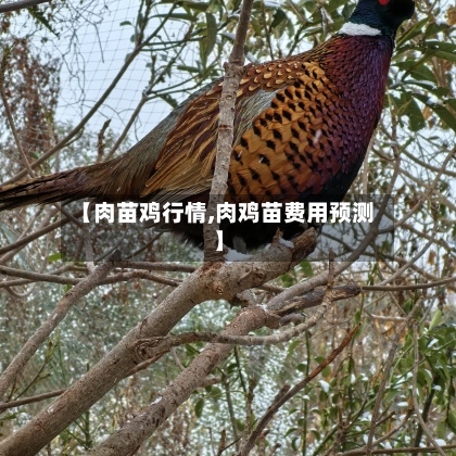 【肉苗鸡行情,肉鸡苗费用预测】-第2张图片
