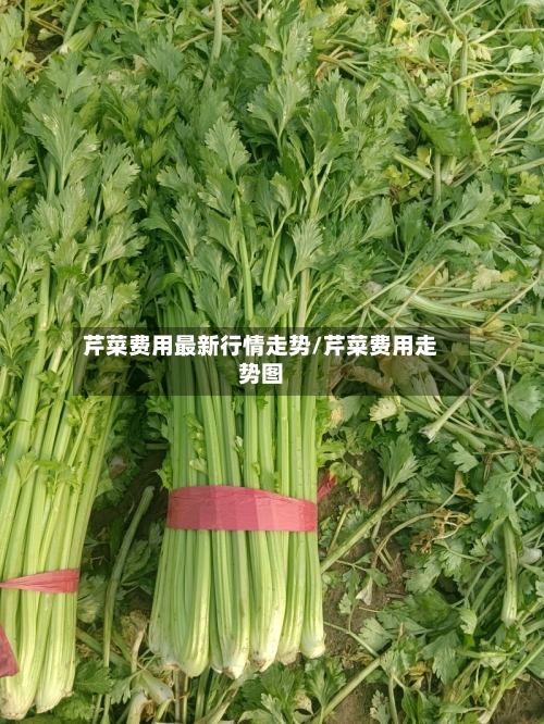 芹菜费用最新行情走势/芹菜费用走势图-第3张图片