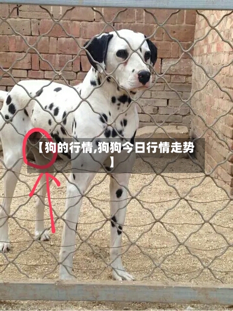 【狗的行情,狗狗今日行情走势】