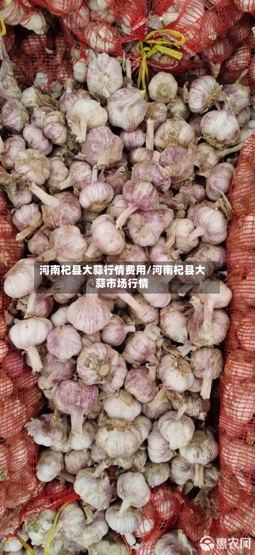 河南杞县大蒜行情费用/河南杞县大蒜市场行情