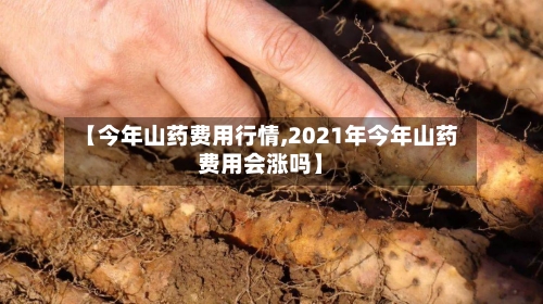【今年山药费用行情,2021年今年山药费用会涨吗】-第3张图片