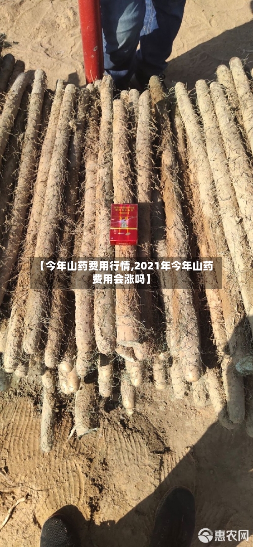 【今年山药费用行情,2021年今年山药费用会涨吗】