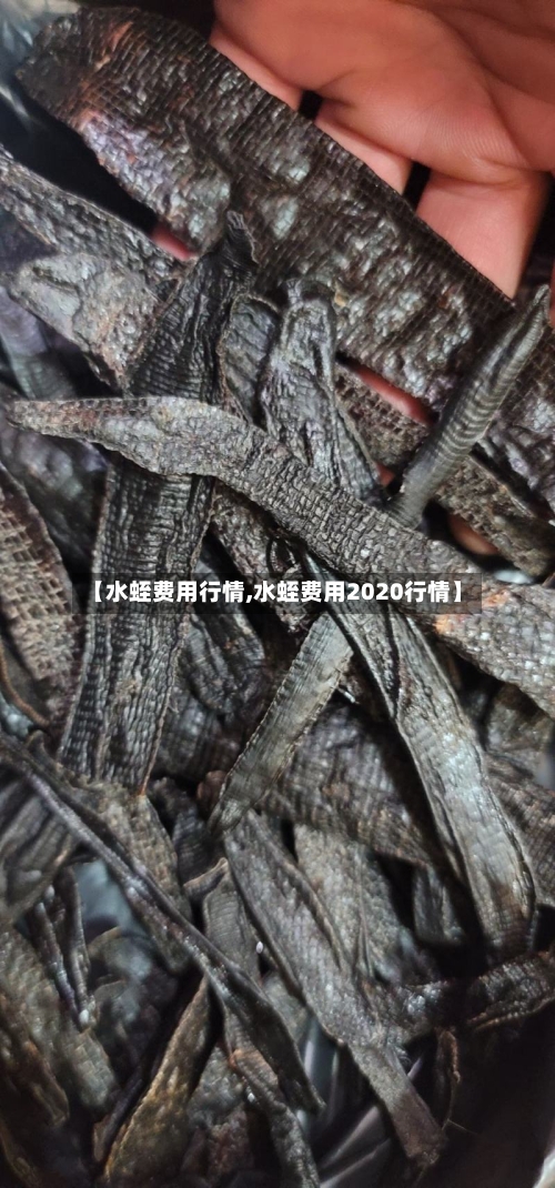 【水蛭费用行情,水蛭费用2020行情】