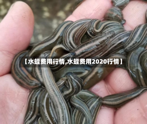 【水蛭费用行情,水蛭费用2020行情】-第2张图片
