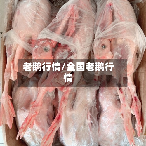 老鹅行情/全国老鹅行情