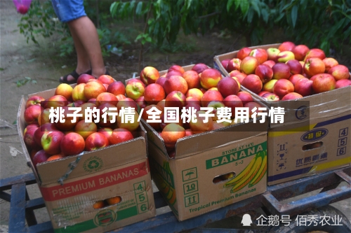 桃子的行情/全国桃子费用行情-第2张图片