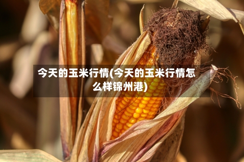 今天的玉米行情(今天的玉米行情怎么样锦州港)