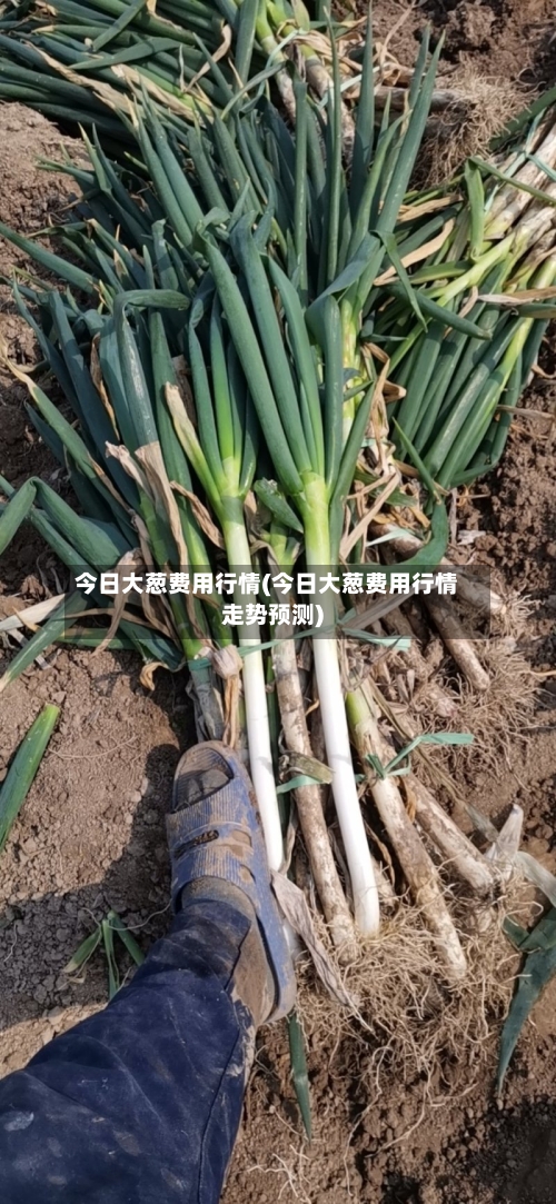 今日大葱费用行情(今日大葱费用行情走势预测)