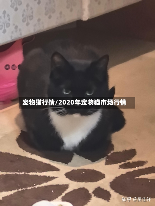 宠物猫行情/2020年宠物猫市场行情-第2张图片