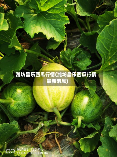 潍坊昌乐西瓜行情(潍坊昌乐西瓜行情最新消息)-第2张图片