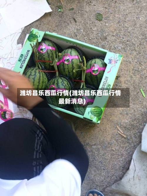 潍坊昌乐西瓜行情(潍坊昌乐西瓜行情最新消息)