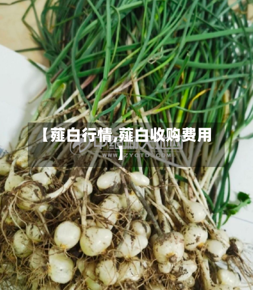 【薤白行情,薤白收购费用】-第3张图片