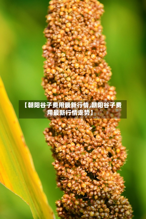 【朝阳谷子费用最新行情,朝阳谷子费用最新行情走势】-第2张图片