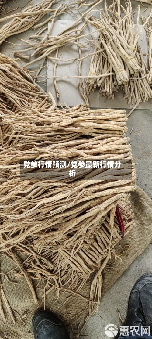 党参行情预测/党参最新行情分析-第2张图片