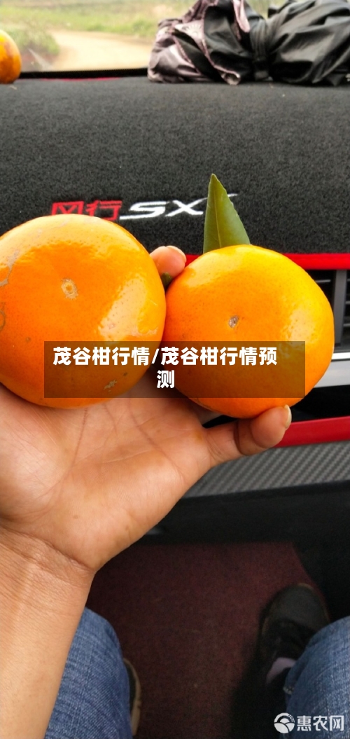 茂谷柑行情/茂谷柑行情预测