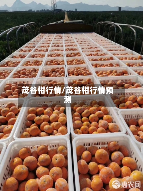 茂谷柑行情/茂谷柑行情预测-第3张图片