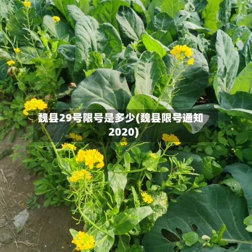 魏县29号限号是多少(魏县限号通知2020)-第3张图片
