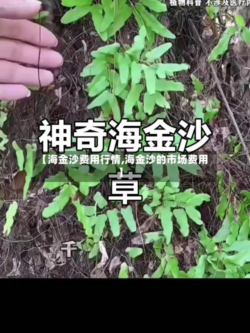 【海金沙费用行情,海金沙的市场费用】-第3张图片