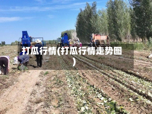 打瓜行情(打瓜行情走势图)