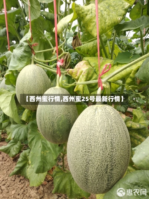 【西州蜜行情,西州蜜25号最新行情】