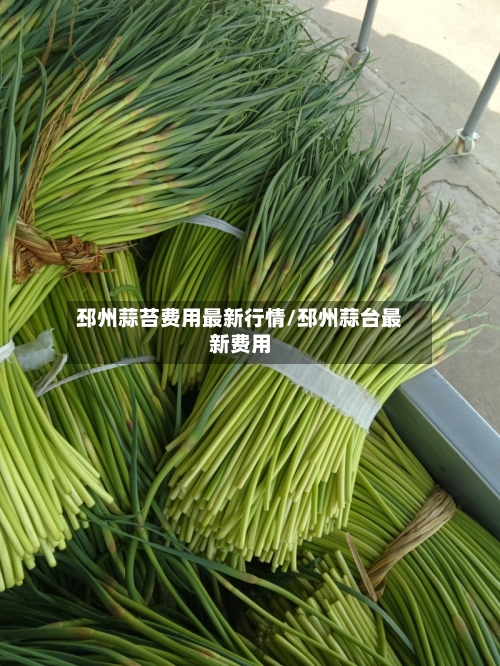 邳州蒜苔费用最新行情/邳州蒜台最新费用-第3张图片