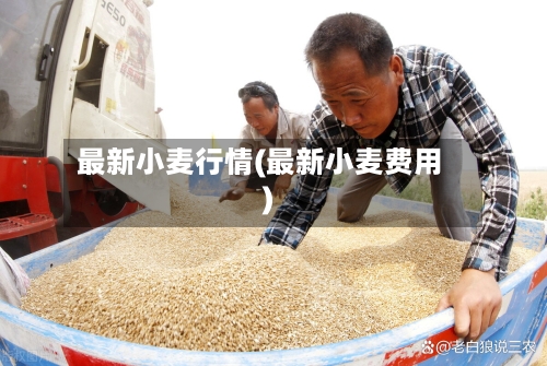 最新小麦行情(最新小麦费用)