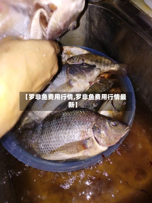 【罗非鱼费用行情,罗非鱼费用行情最新】-第2张图片