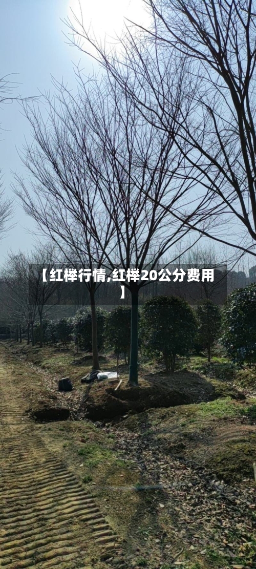 【红榉行情,红榉20公分费用】