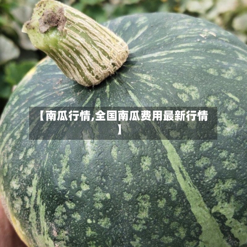 【南瓜行情,全国南瓜费用最新行情】