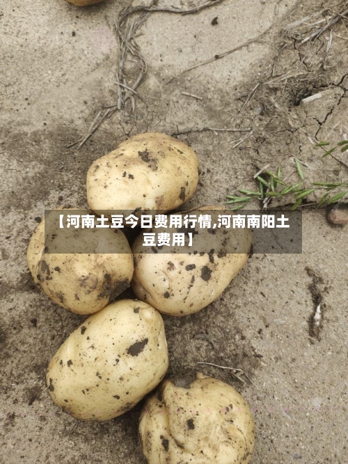 【河南土豆今日费用行情,河南南阳土豆费用】-第3张图片