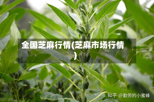 全国芝麻行情(芝麻市场行情)-第2张图片